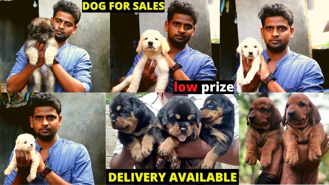Dogs For Sales All Puppies Available Cash On Delivery Dog Kennels In