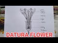 Easy datura floral parts drawing  datura flower drawing  datura drawing  datura flower