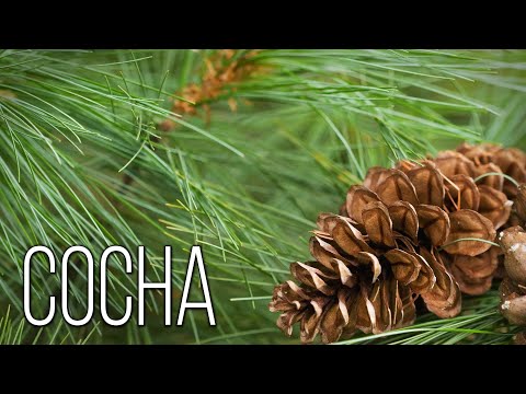 Video: Methuselah Pine: alder, beliggenhed, interessante fakta