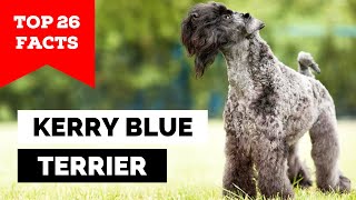 99% of Kerry Blue Terrier Owners Don't Know This