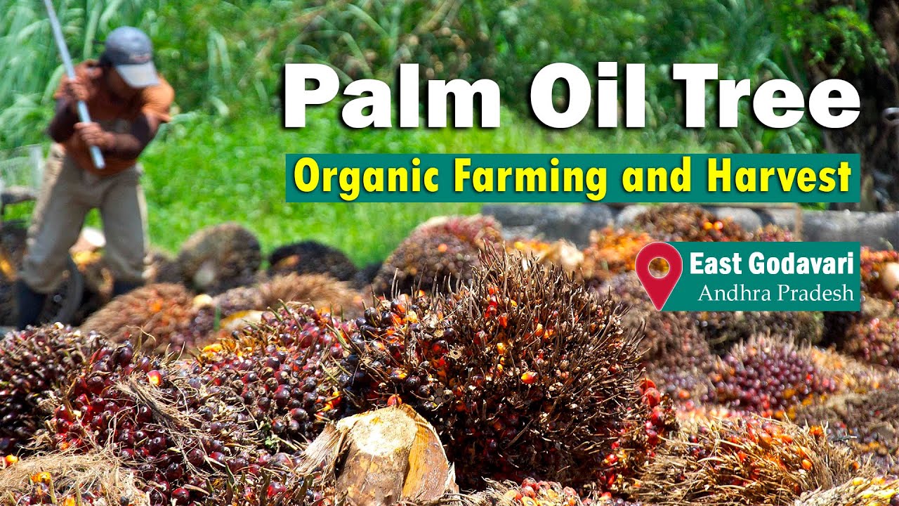  Palm  Oil  Tree Organic Farming and Harvest  East Godavari 