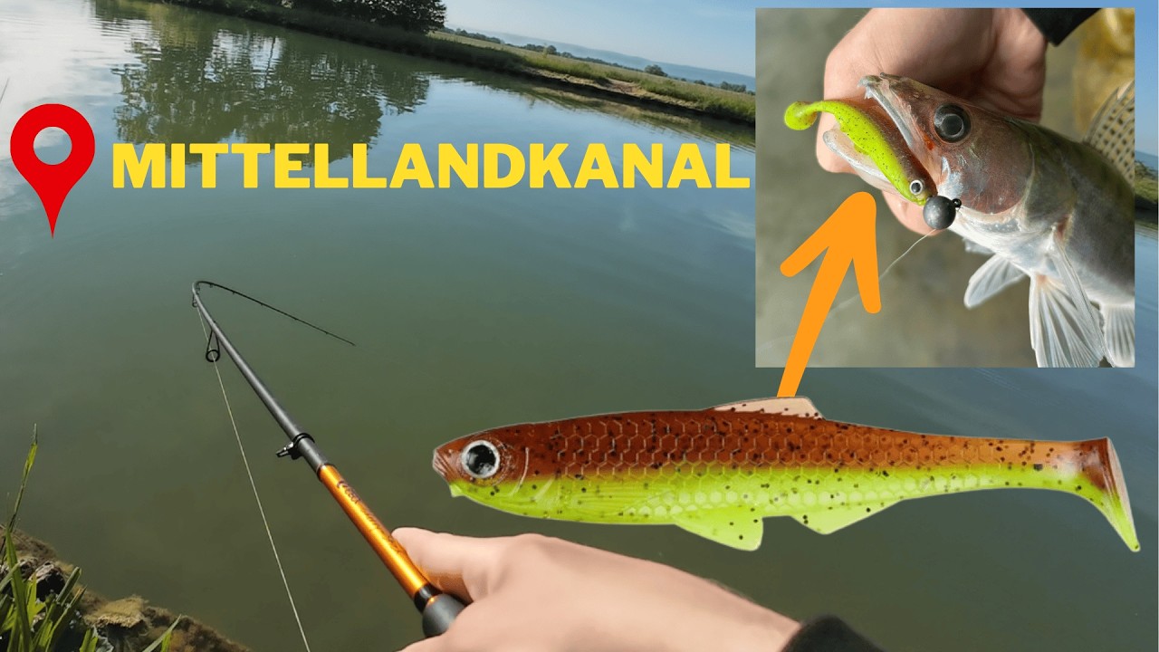 Zander und Barsch am Mittellandkanal! Die Fische eskalieren😨