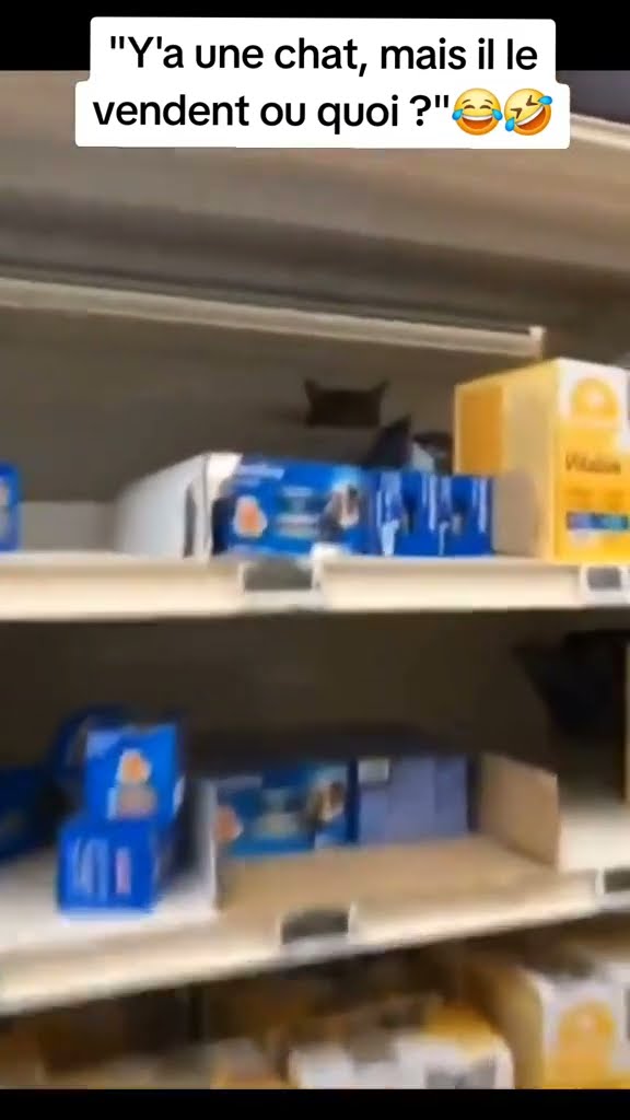 C magnifique vidéo chat ? ? ?