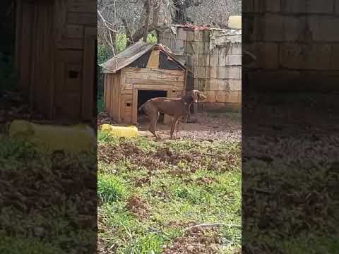 Doberman Spends His Life Chained Outside Nearly Starving To Death Never Experie STORY BELOW 