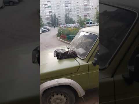 Кот улёгся на машину, - забрал всю плохую энергетику#15