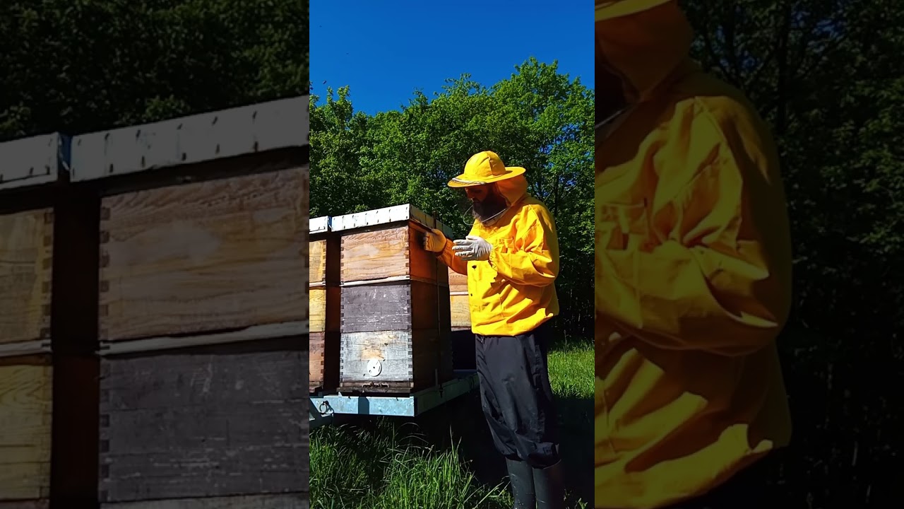 Priprema zajednica za bagremovu i ostale paše, eliminacija rojenja. 29.4.25.