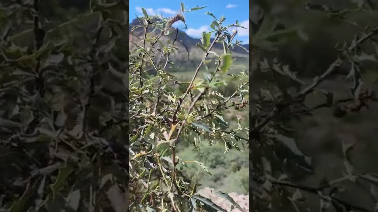 This Arizona desert will cut you! 🤣🏜️ 