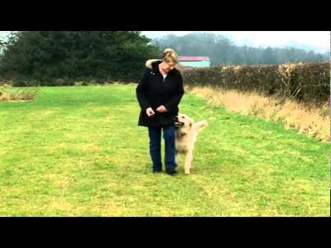 Videó: Hogyan lehet meghatározni, hogy mit adhatok a kutyámnak a hányás megállításához?