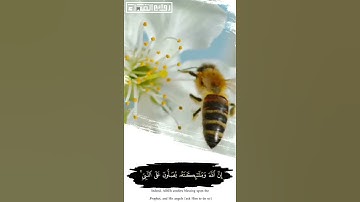 إن الله وملائكته يصلون على النبي || ﷺ || القارئ : ناصر القطامي