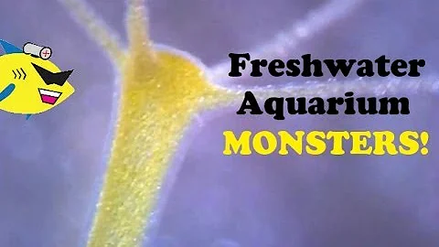Freshwater Aquarium MONSTERS! The Hydra
