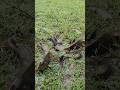 জৈষ্ঠ মাসের ঝড় বৃষ্টিতে উজানো কৈ মাছ ধরলাম। Big Fishing