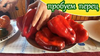 Дегустация перца сладкого/ Моё мнение о вкусе выросших у меня перцев