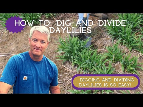 Come dividere daylilies.