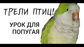 ПЕНИЕ СОЛОВЬЯ И ЛЕСНЫХ ПТИЦ! УРОК ДЛЯ ПОПУГАЯ. ПЕНИЕ СОЛОВЬЯ И ЛЕСНЫХ ПТИЦ! УРОК ДЛЯ ПОПУГАЯ.