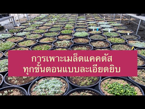 การเพาะเมล็ดแคคตัสทุกขั้นตอนแบบละเอียด | PB CACTUS channel