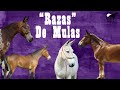 Top 10 Mulas Mas Raras Del Mundo &quot;Razas&quot; 🐴-Del Cerro Soy