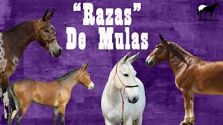 Top 10 Mulas Mas Raras Del Mundo 'Razas' Del Cerro Soy