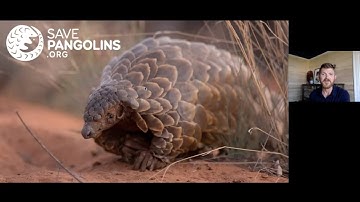 Pangolins 101 and Links to COVID-19 with Paul Thomson and Rachel Nuwer