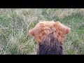 welsh terrier hog track training の動画、YouTube動画。