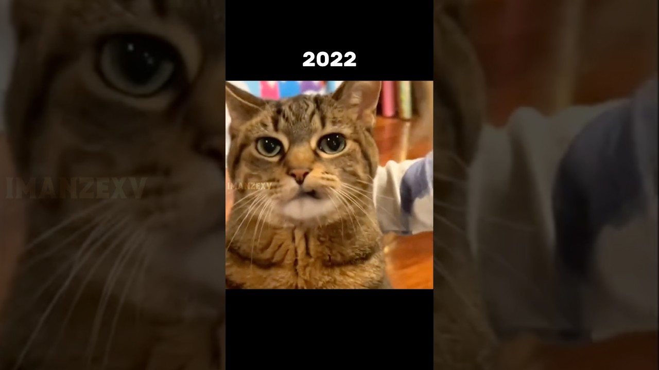 Где сейчас знаменитые мемы? 💔🕊️ (Тогда и сейчас) 