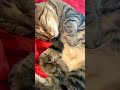 #truelove #compassion #cat #kitten #feline #cute #kitty #purr #cutecat #catshorts #catvideos #meow #