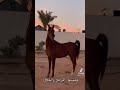 احبو الخيل