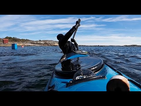 Rolling My Anas Acuta April 2024