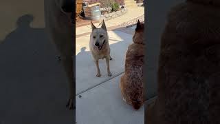 That red one is my dog Wally