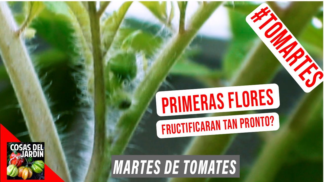 COMIENZAN A FLORECER MIS TOMATES - MARTES DE TOMATES EP 8