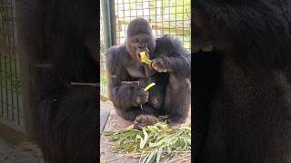 This Silverback Is Really Savouring Those Leeks! #Gorilla #Asmr #Mukbang #Eating