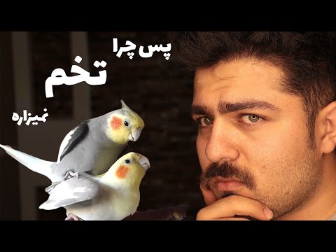 تصویری: آیا کانورها باید جفت شوند؟