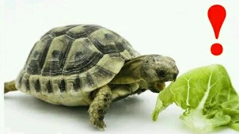 Qu'est-ce que mange une tortue Hermann ?