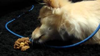 Mochi the Pom - Trying To Hide Food