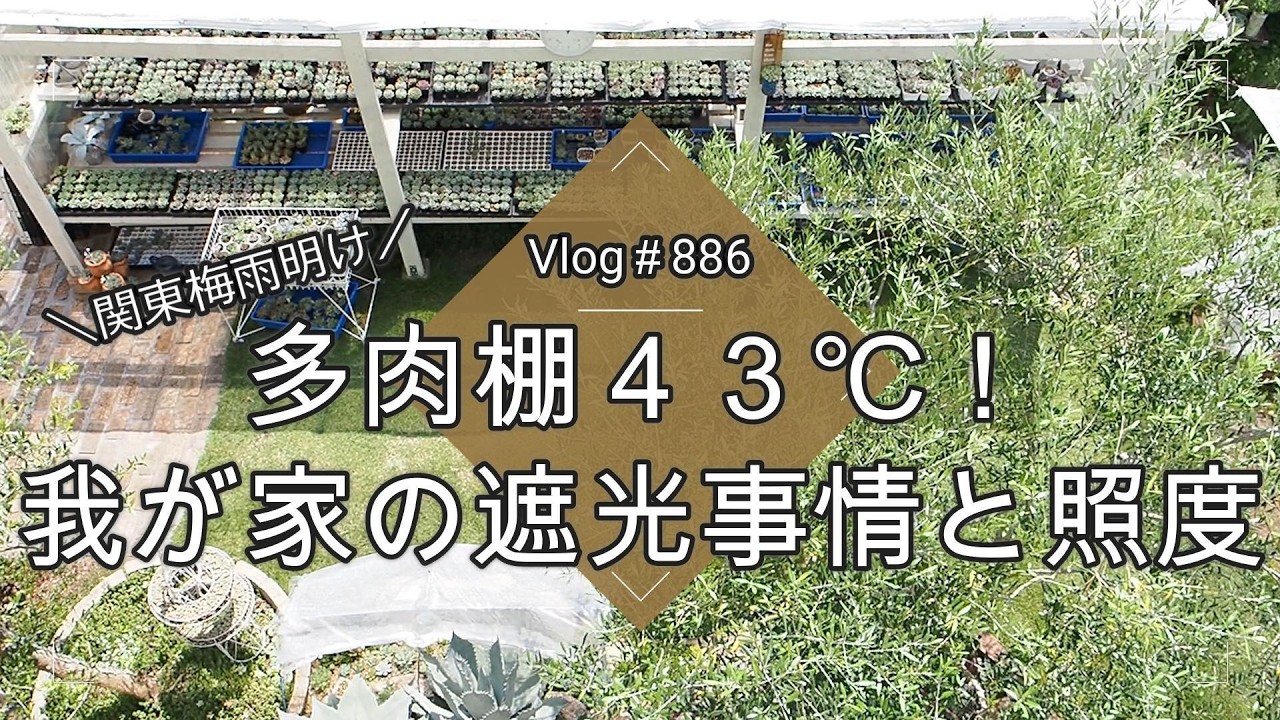 Vlog 886] [Succulents] Succulent Shelves at 43°C! My Shading Setup