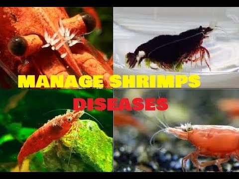 HOW TO TREAT COMMON SHRIMP DISEASE