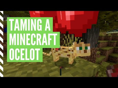 Come domare un Ocelot In Minecraft