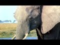 Elephants Empire 🐘- Matriarch Elephant | Elephant Documentary | Natural History Channel