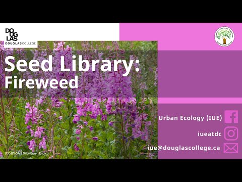 Video: Come raccogliere fireweed?