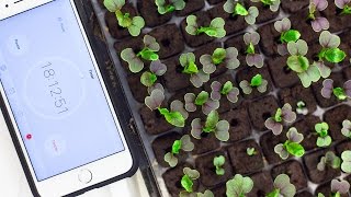 Full post: http://blog.brightagrotech.com/how-long-to-keep-light-on-your-seedlings || Most farmers use artificial light in the seedling 