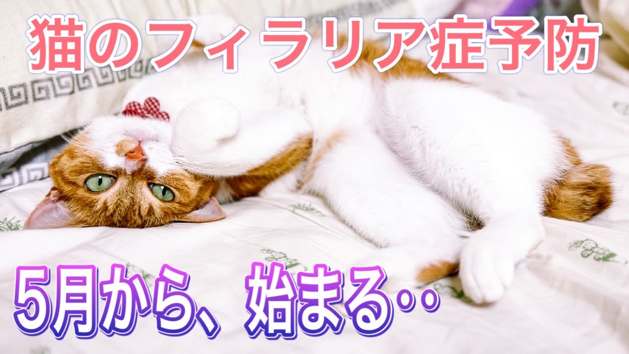 猫もフィラリア予防？？症状や予防法などについてお話し【こにゃんとモナカ】