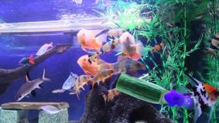 Monster Clown Loach (Chuck) & Friends Eating Cucumber & Hand Feeding by Bostonpowercat 113,348 views 9 years ago 8 minutes, 47 seconds