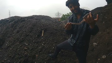 Rescue Video Of A Baby Indian rock python Aka Ajgar (अजगर ).