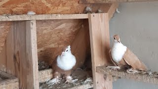 Київські Світляки /Галицький І/pigeons🕊