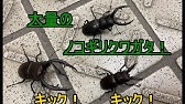 大阪でカブトムシを探してみた 堺市大泉緑地編 Youtube