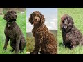 Irish Water Spaniel | Funny and Cute dog video compilation in 2022