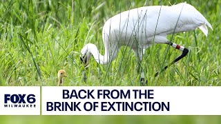 Whooping cranes: Wisconsin home to America's tallest flying birds again | FOX6 News Milwaukee