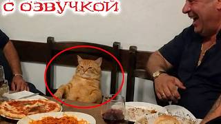 Кот, Который Переспорил Всех! Попробуй Не Засмеяться! Приколы с котами и смешная озвучка до слез!