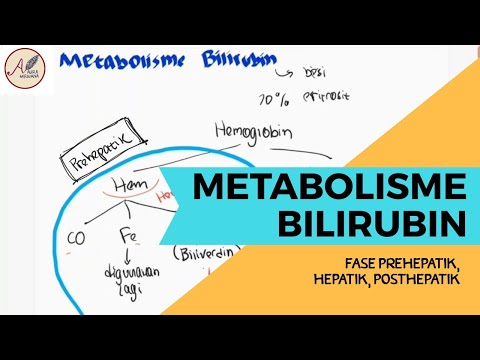 Video: Perbedaan Antara Bilirubin Terkonjugasi Dan Tak Terkonjugasi