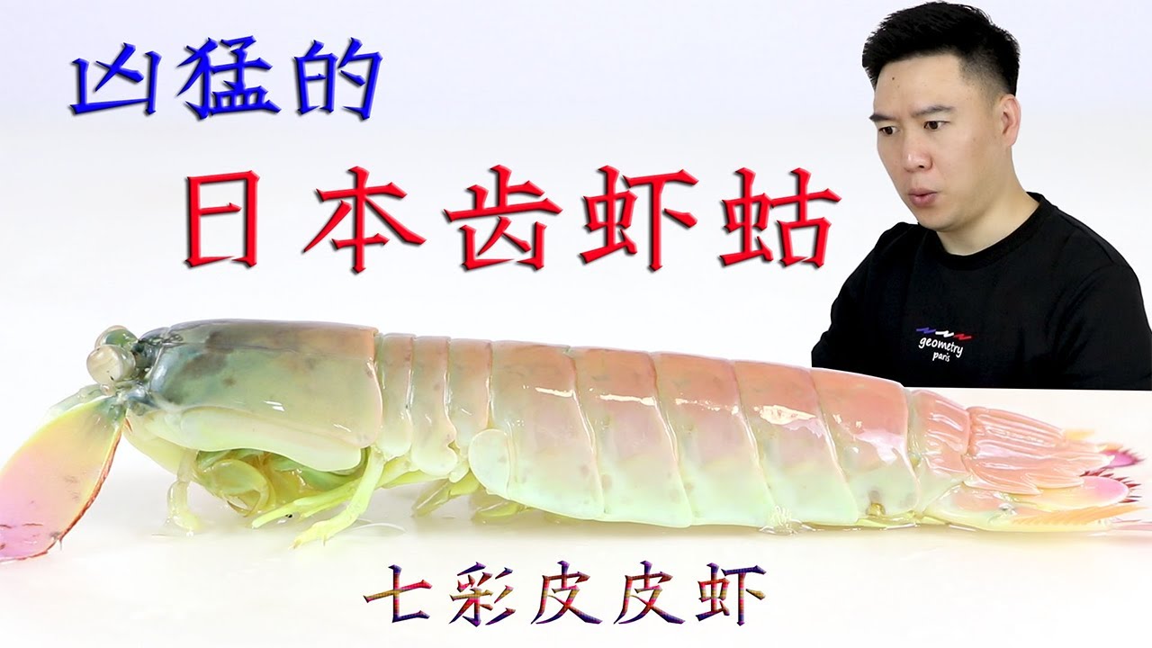 75元一斤 七彩皮皮虾 肉质鲜美紧食 怪不得这么贵 小文哥吃吃吃 Youtube 75元一斤 七彩皮皮虾 肉质鲜美紧食 怪不得这么贵 小文哥吃吃吃 Youtube