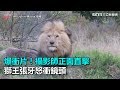 爆衝片 攝影師正面直擊 獅王張牙怒衝鏡頭 三立新聞網SETN Com 爆衝片 攝影師正面直擊 獅王張牙怒衝鏡頭 三立新聞網SETN Com
